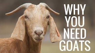 Why Goats Are The Best Homestead Animal