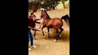 رقص خيل المعلم محمد جمعة البراجيلي و مفيش قده