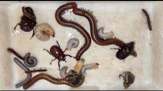 Catch Dang Beetle Captured White Beetles Grubs And Fold up Giant Millipedes Discovery