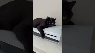 Daliang falls in love with the PS5.