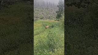 Magical Encounter: Mama Mule Deer & Fawn in Rocky Mountain NP | Trail Wildlife Sightings