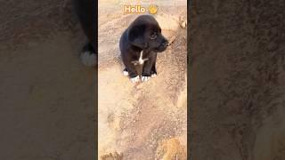 Hello  Cute Puppy  #shorts #youtubeshorts #dog #pets #puppy