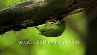 Coppersmith Barbet digging in dead wood for nesting, or hunting down insect larvae?