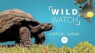 Galapagos Exploring - Day 5 | WILDwatch virtual safari 44