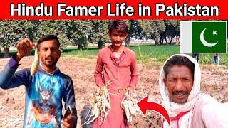 Hindu Farmer Life in Pakistan️|| Hemraj Vlogs