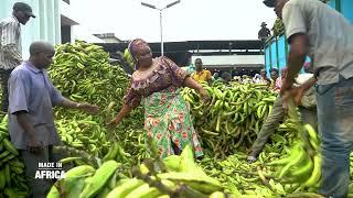 Le business de la banane plantain