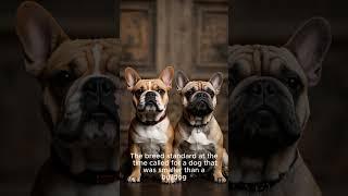 French Bulldog | The Animal Almanac