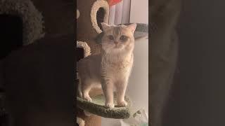 Meow Cash Tiktok || Kucing TikTok viral || cute cat video #shorts