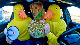 Rubber Ducky Surprises Puppy & Wolf with Car Ride Chase