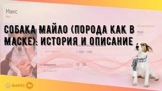 Собака Майло (порода как в Маске): история и описание