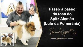 Passo a passo da tosa do Spitz Alemão (Lulu da Pomerânia) - SAMUEL CASTRO