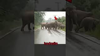 elephant says thanks to human!