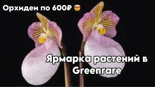 Ярмарка - выставка растений в Greenrare || Таких цен на орхидеи я не видел давно 