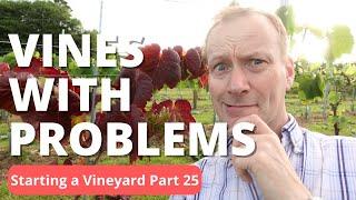 The HARDEST Vines to Manage in Our Vineyard!