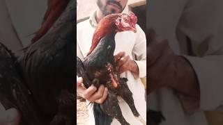 Tha most fighter Rooster murga #chicken #birds #birdlovers #pets #aseel #hen #animals #shorts