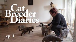 Cat Breeder Diaries ep.1: Enter my Secret World (Inside view)