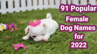 Popular Female Dog Names for 2022| Trending Pet Names for Your Girl Dogs