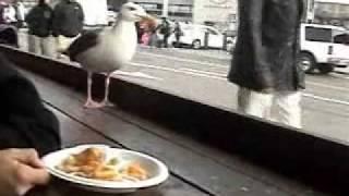 Seagulls love french fries