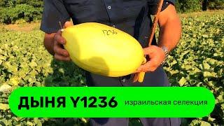 ДЫНЯ ИЗРАИЛЬСКОЙ СЕЛЕКЦИИ ( Y1236). ВЫСОКИЕ ТОВАРНЫЕ И ВКУСОВЫЕ КАЧЕСТВА.