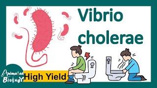 Vibrio cholerae | pathogenies | How does cholera toxin work? | Diagnosis and treatment  | USMLE