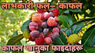 काफलको फल मात्र हैन बोक्रा र पातसमेत औषधीय गुणले भरिपूर्ण, Kafal Fruit Benefits. Kafal in Nepal.