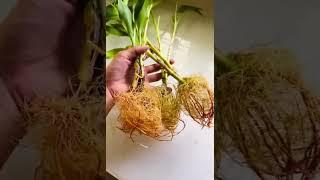 #plantlover #indoorplants #indoorplantsdecor #indoorplant#indoorplantsofinstagram #plants