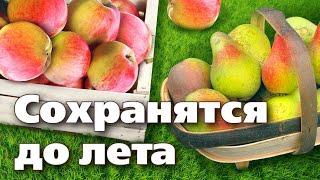 СЕКРЕТЫ ХРАНЕНИЯ ЯБЛОК И ГРУШ. Простые правила для лучшего хранения