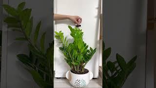 POV A typical plant parent 🫶  #plants #houseplants #plantparent #indoorplants  #zzplant