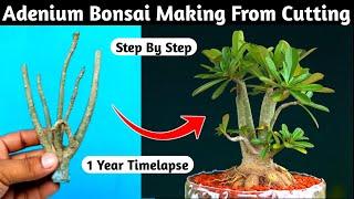 How To Make Adenium Cutting To Bonsai | How To Get Adenium Caudex Biger | Adenium Root Training