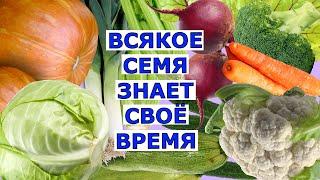 Когда сеять на рассаду овощи для открытого грунта в Подмосковье?