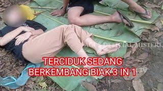 BOCIL BERKEMBANG BIAK Di Kebun Tertangkap Kamera - wikwik