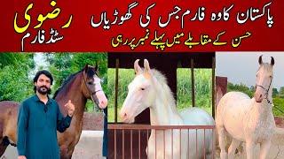 Rizvi Stud Farm Part 3 || Most beautiful Desi mares and Horses || Pakistani horses ||