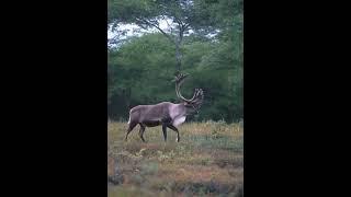Return of the Caribou: Alaska  #wildlife #caribou #alaska #smartsocietymysteries #saveanimals