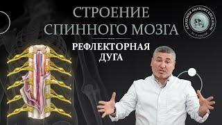 Спинной мозг. Строение. Рефлекторная дуга.  Spinal cord structure