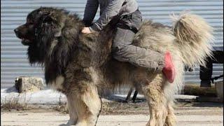 TOP TEN Caucasian Shepherd Studs In The WORLD!