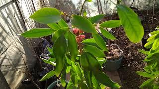 Джин бери (Gin Berry, Glycosmis pentaphylla)