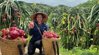 10 Hectares of giant dragon fruit garden, harvested for sale at the market