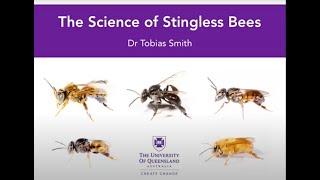 Stingless Bees by Dr Tobias Smith, The University of Queensland