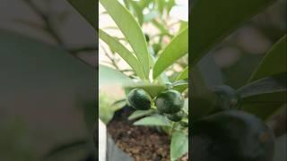 Jeruk Nagami di tanam di pot berbuah lebat #jeruknagami #shorts #viral