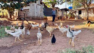 ￼ um dia no sítio do seu João e dona Ana pérola paraná