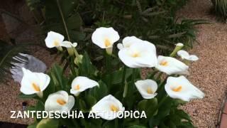 Zantedeschia aethiopica. Garden Center online Costa Brava - Girona.