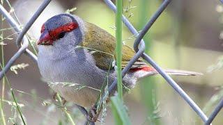 Red Browed Finch