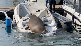 Freya the walrus: Boat-sinking giant gets up to mischief in Oslo