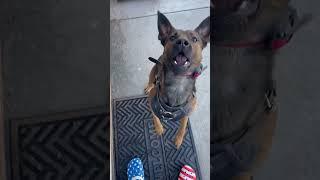 Belgian Malinois Workout! #shorts #dog #malinois #dogtraining #viral #cute #trending