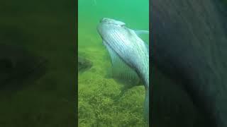 CRAPPIE VS MINNOW SLOW MOTION
