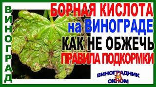  Чтобы завязь не осыпалась. Правила подкормки борной кислотой винограда перед цветением.