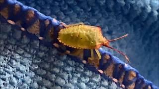 Зеленый лесной клоп. Насекомые Москвы и Подмосковья. Heteroptera.