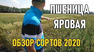 Обзор сортов яровой пшеницы 2020 в Западной Сибири