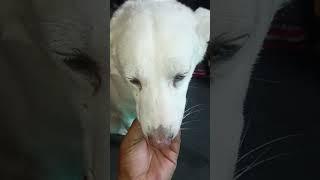 #dog #shortvideo #dogowner #doglove 