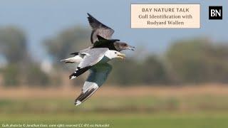 Bay Nature Talk: Gull Identification